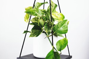 NBA篮球比赛现场扣篮瞬间